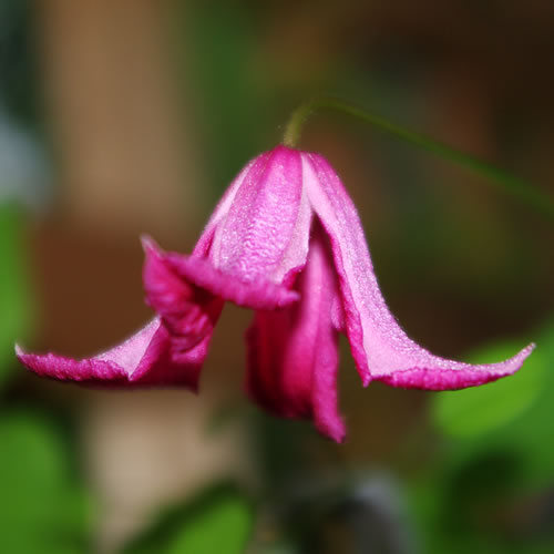 Clematis hybrida Confetti